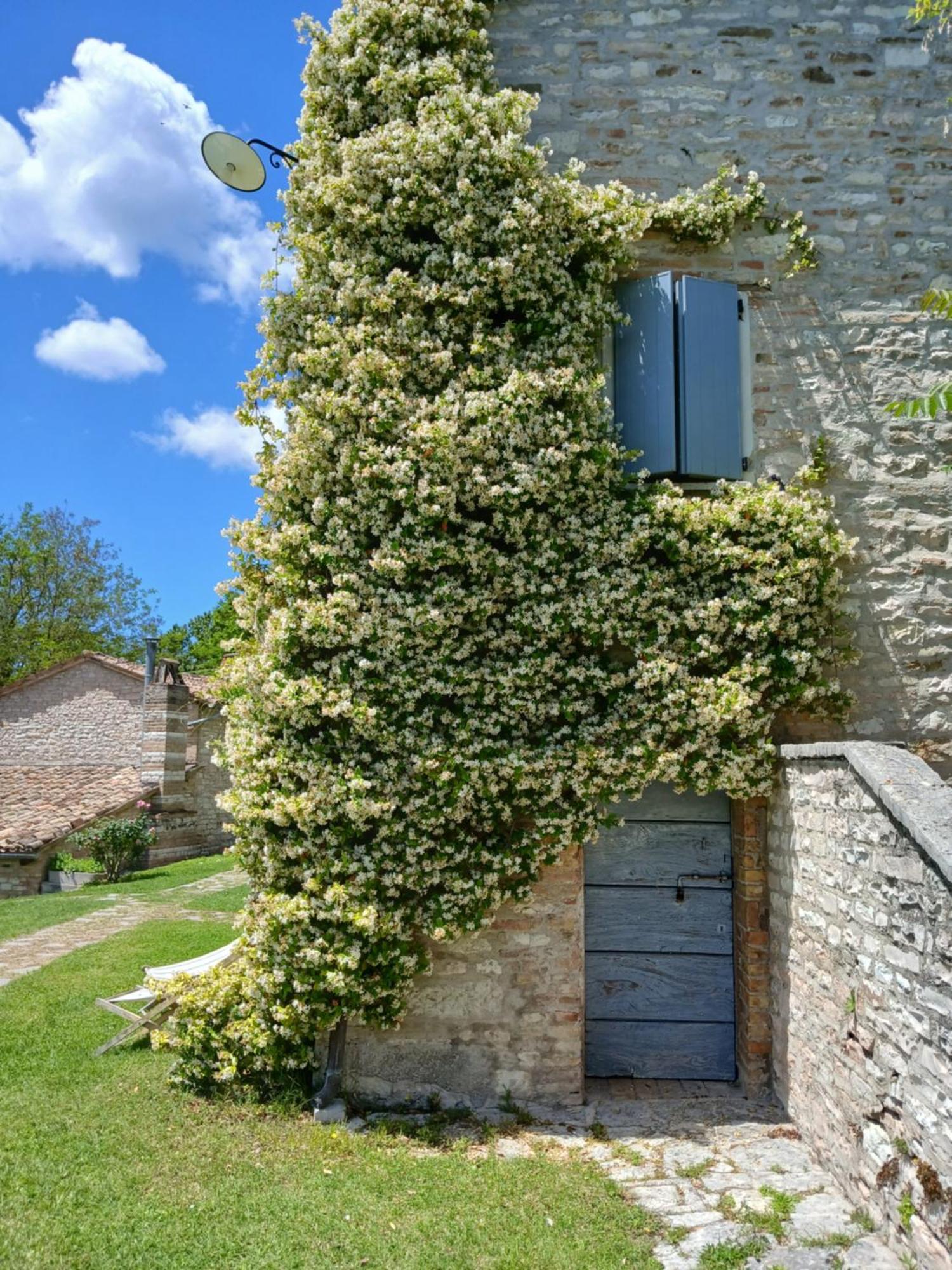 Agriturismo Del Frontino - Lo Studio Acqualagna Exteriör bild